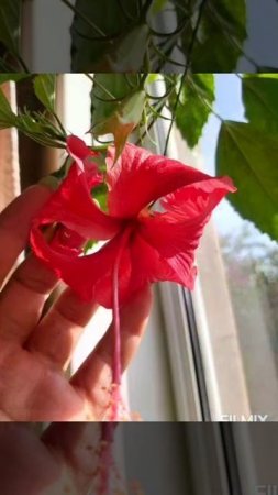Hibiskus#yapon hulu#Kitayski Roza#