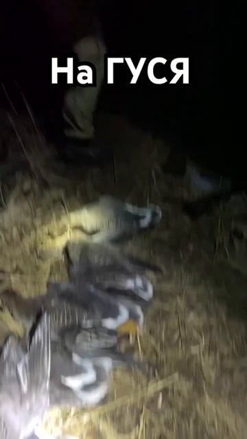 Охота с Проститутками смотреть онлайн