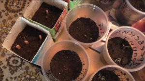 Всходы помидоров и клещевины