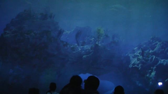 TurtleTrek at SeaWorld Orlando with 360 dome 3D movie and aquariums смотреть онлайн