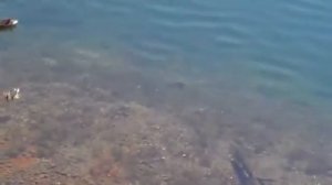 щука напала на утенка