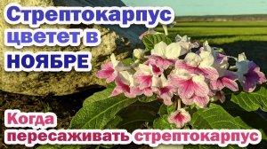 ЦВЕТЕНИЕ стрептокарпуса В НОЯБРЕ. КОГДА ПЕРЕСАЖИВАТЬ стрептокарпус