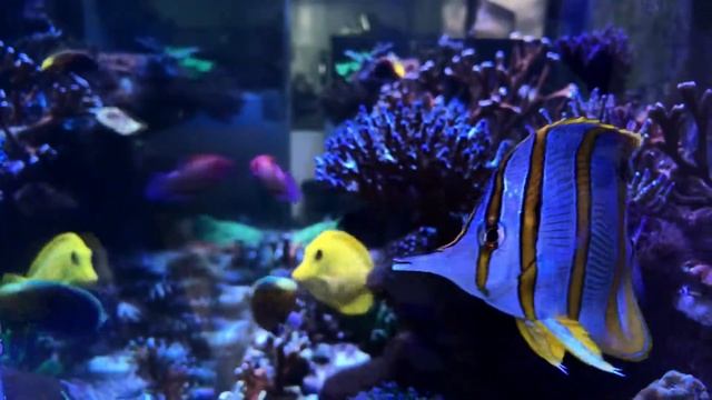 Bradley the Copperband Butterflyfish смотреть онлайн