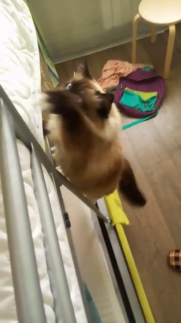 Cat crumbling by stairs. Кошка карабкается по лесенке
