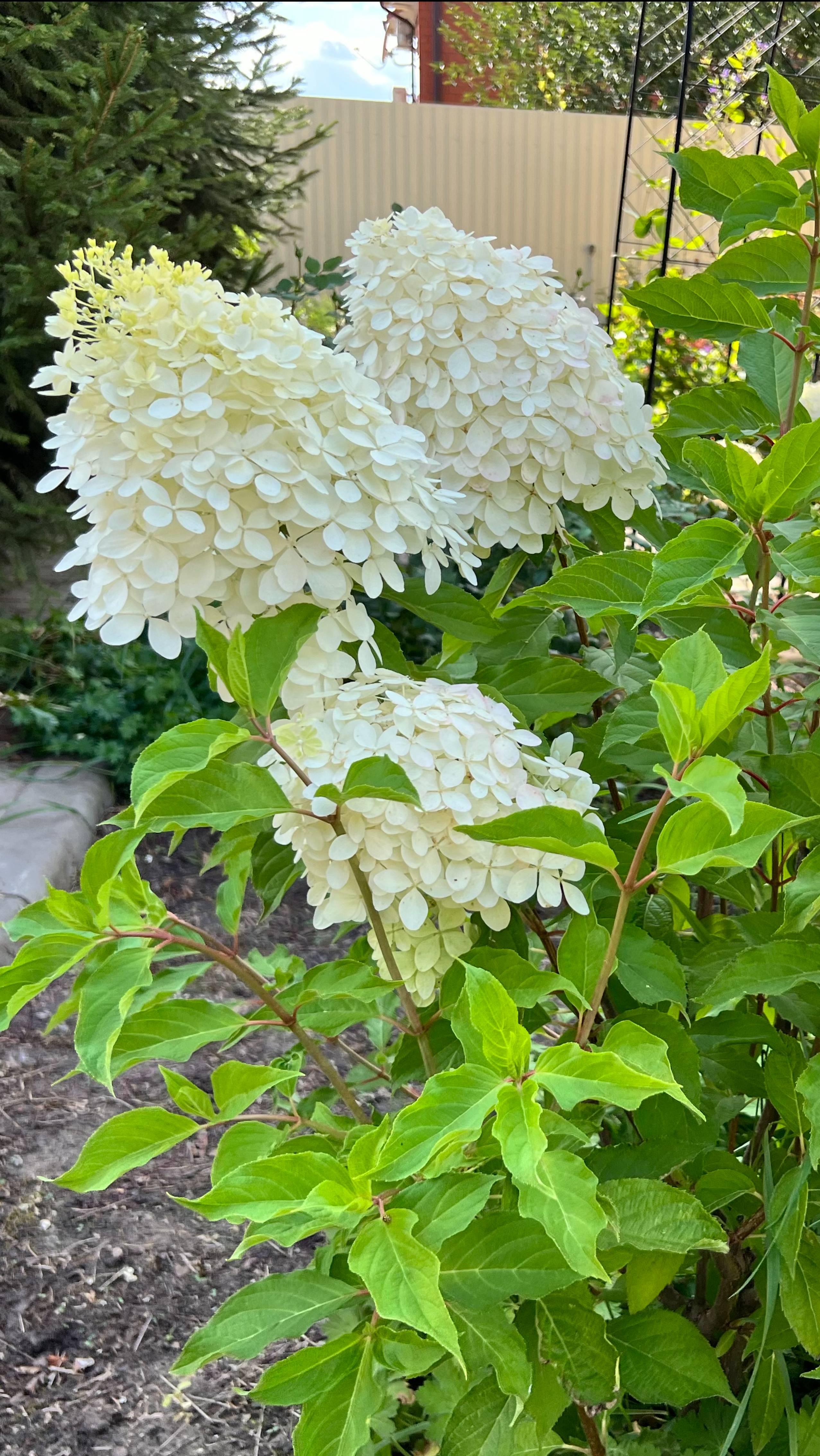 Гортензия метельчатая. Чем лучше удобрить, чтобы подкислить почву. смотреть онлайн