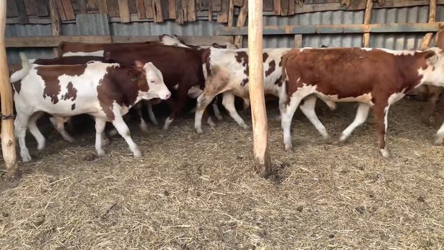 Бычки на продажу 89187622510 смотреть онлайн