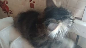 Сила богатырская!