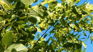 Футаж Цветущая Липа. Футажи для Монтажа Видео Цветущие Деревья Липа в Цвету. Футажи для Видеомонтаж