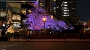 13328081_3840_2160_50fps