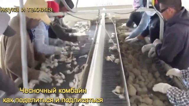 Чесночный комбайн