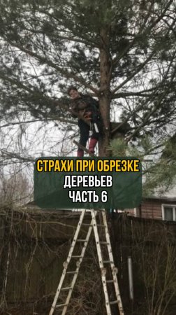 Страхи при обрезке деревьев. Часть 6