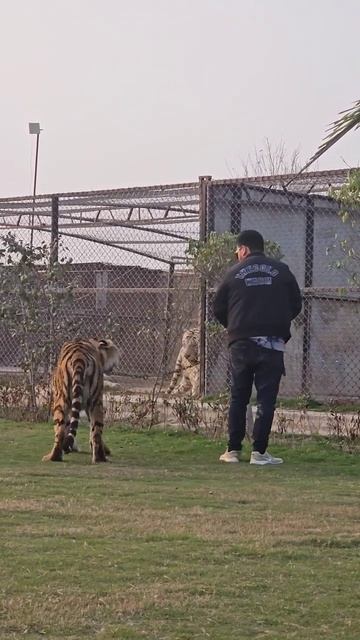 Big Bengal Tiger in Chain | Nouman Hassan | смотреть онлайн