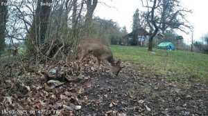 Рогач, забавная рожица.