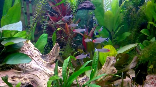 discus cobalt смотреть онлайн