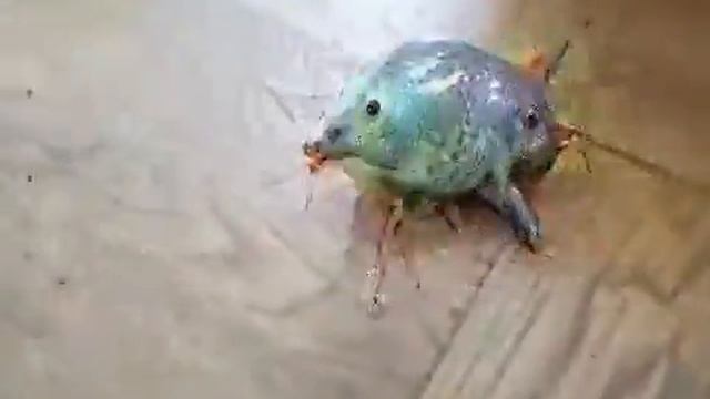 Жабка прикольная смотреть онлайн