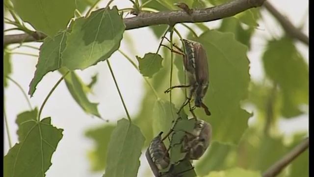 Вести. Атака майских жуков. Репортаж Е.Кузьминой смотреть онлайн