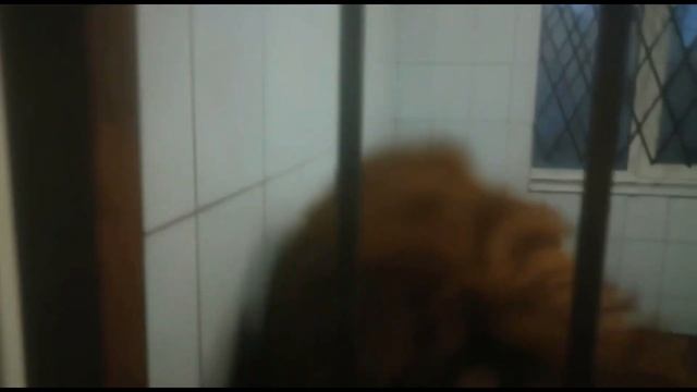 Наш ласковый и нежный Принц