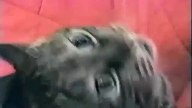 Коты отвечают мя мя мя мя мя смотреть онлайн