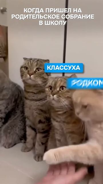 Родительское собрание в школе Смешные котики 😸 приколы с кошками #коты #смешныевидео #школа смотреть онлайн