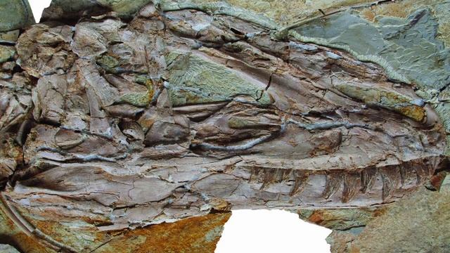 Yutyrannus - opierzony tyranozaur смотреть онлайн