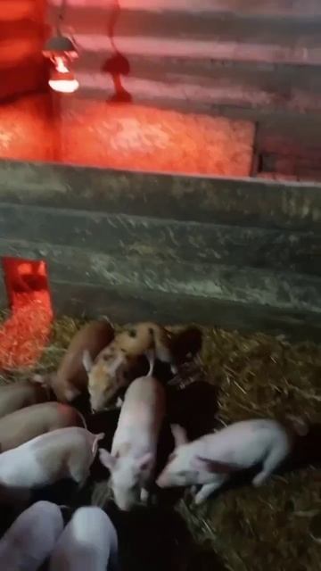 Свинка с 🥚🥚 продолжение истории #хрюшки #свинкасяйцами смотреть онлайн