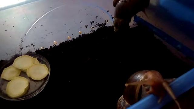 У меня 6 улиток !!!! Как ухаживать? смотреть онлайн