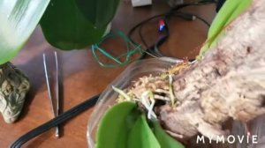 #Trchocentrum_Hi_Ace#orchid#посадка_на_блок как адаптировалось растение