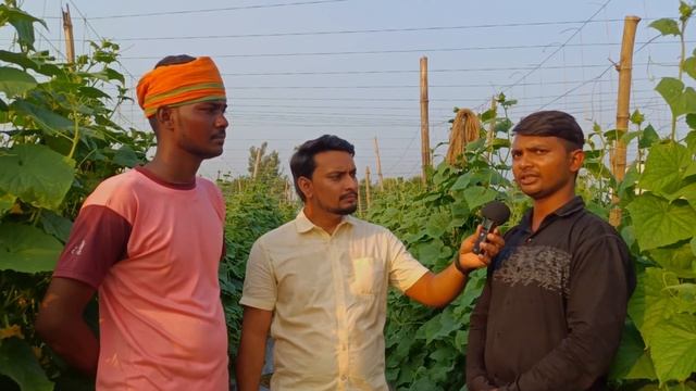 Kheera Ki kheti | Open Me kheere Ki Kheti | युवा किसान की खीरे की खेती | смотреть онлайн