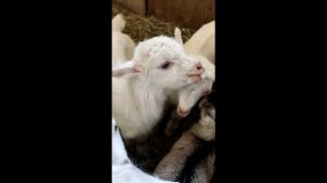 коза родила 7 козлят