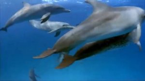 А дельфины добрые...