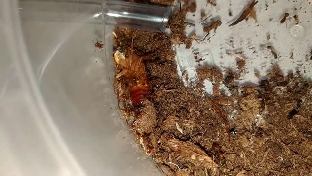 Myrmica sp eating runner смотреть онлайн