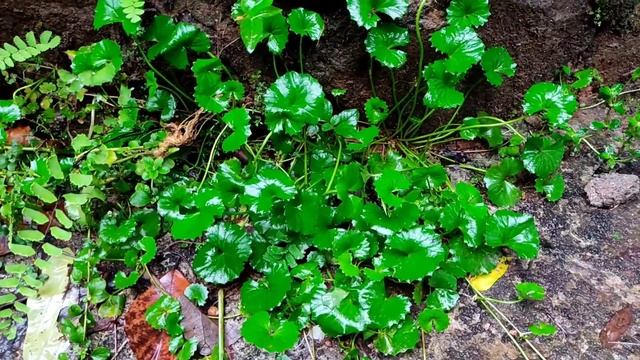 Hanging plant hunting malayalam | Zero cost hanging plants| ഹാങ്ങിങ് പ്ലാന്റ്സും unexpected അതിഥിയു