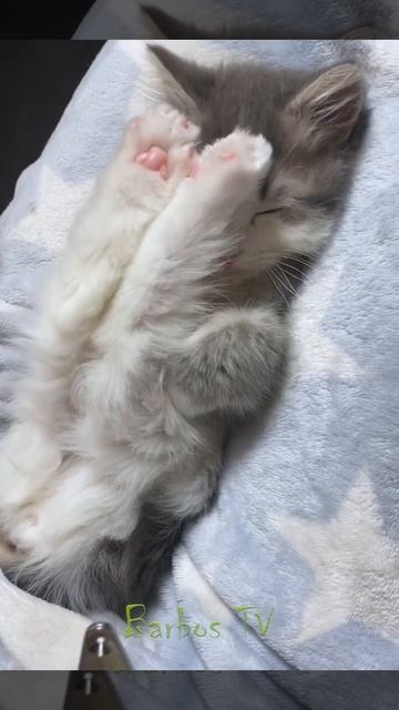 Самые смешные животные 2022 \ Приколы Shorts \ Best funny animals 2022 смотреть онлайн