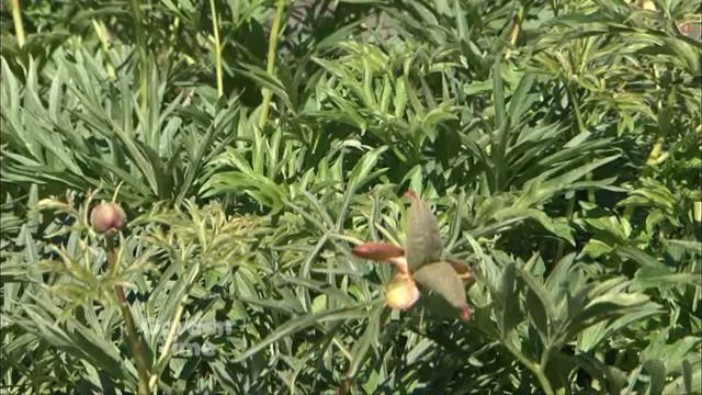 Adelman Peonies смотреть онлайн