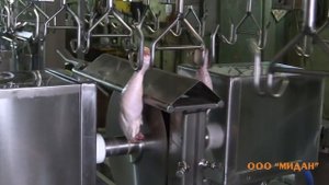 линия разделки куры