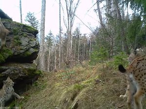 Игры рысей. Необыкновенное зрелище лесных хищников в естественной среде