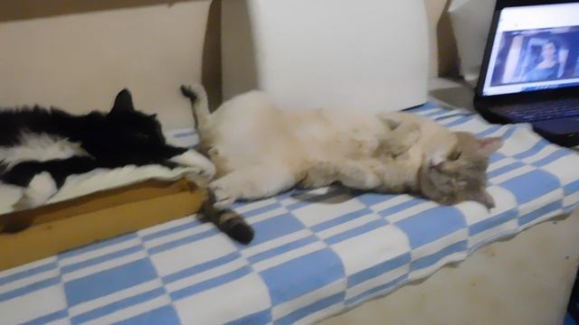 Дымушка и Ладушка