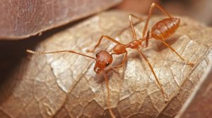 The Ants 🐜 1 правда ли что эта игра такая реалистичная