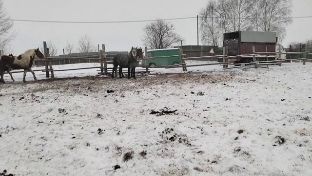 жеребец хочет отжарить кобылу смотреть онлайн