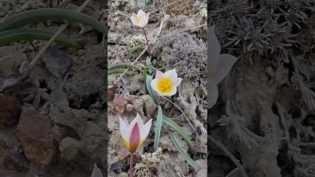 Тюльпаны двухцветковые - цветут в Солнечной Долине. Крым. Весна 2025