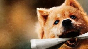 Мой Хатико | Русский трейлер | Фильм 2023