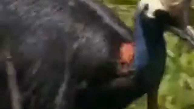 Fantastiska Djur Film Del 17 Kasaur смотреть онлайн