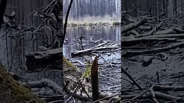 весенняя охота, 2022 г. смотреть онлайн