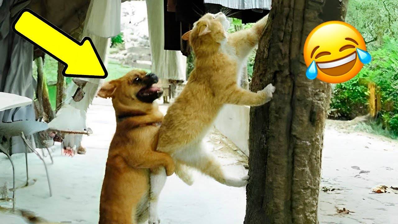 ПРИКОЛЫ С ЖИВОТНЫМИ 2025. смотреть онлайн