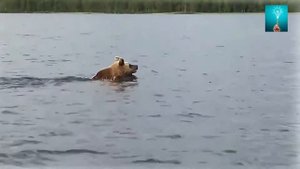 Смертельная погоня с медведем. Кто бы мог подумать, что он так быстро плавает?