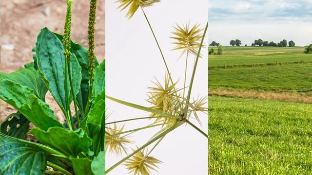 Mode of Action Part 1: Herbicides and Insecticides Hindi