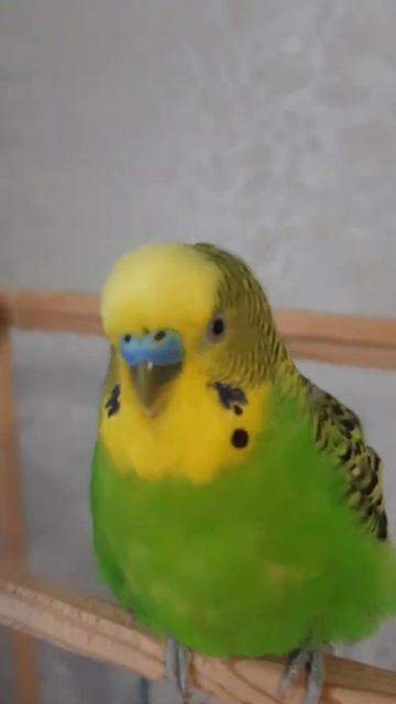 у нас новые перья🪶 смотреть онлайн