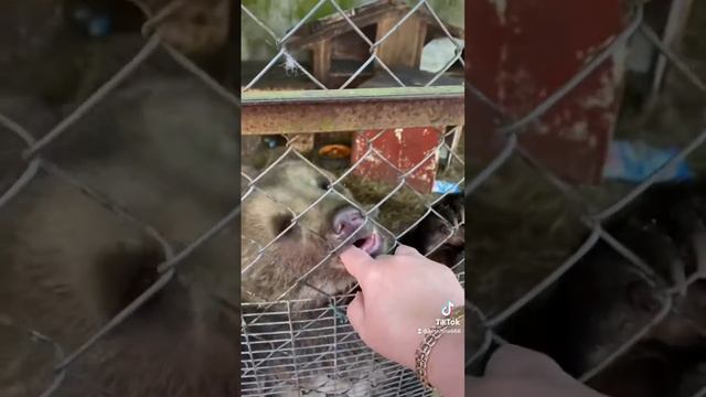 Шадырицы.. маленький медведь.. смотреть онлайн