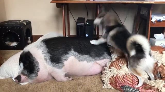 НЕ БУДИ МЕНЯ ДОРОГАЯ！ВИДЕО ПРИКОЛ！ смотреть онлайн