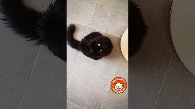 Наш котодром в приюте "Ника"